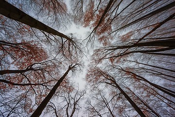 Image showing Mighty trees standing in the enchanted forest