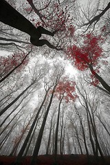 Image showing Mighty trees standing in the enchanted forest