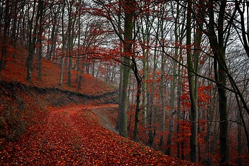 Image showing Pathway through the autumn forest