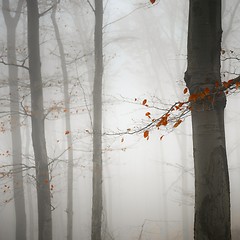 Image showing Autumn day in the enchanted forest 