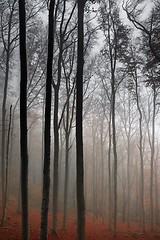 Image showing Autumn day in the enchanted forest 