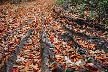 Image showing Pathway through the autumn forest