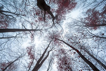 Image showing Mighty trees standing in the enchanted forest