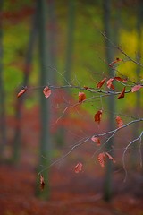 Image showing Autumn day in the enchanted forest 