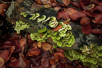 Image showing Mushrooms in the enchanted forest 