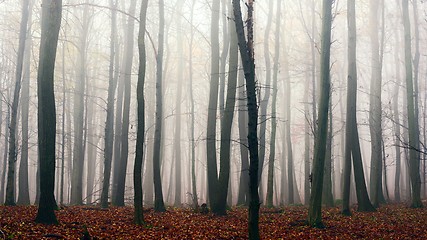 Image showing Autumn day in the enchanted forest 