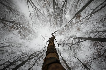 Image showing Mighty trees standing in the enchanted forest