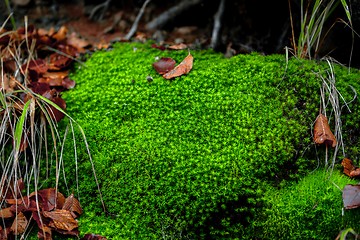 Image showing Moss in the enchanted forest 