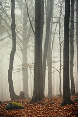 Image showing Autumn day in the enchanted forest 