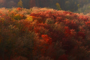 Image showing Aerial view of autumn forest