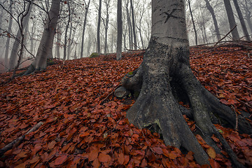 Image showing Autumn day in the enchanted forest 