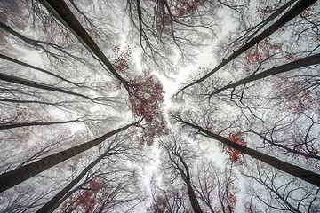 Image showing Mighty trees standing in the enchanted forest