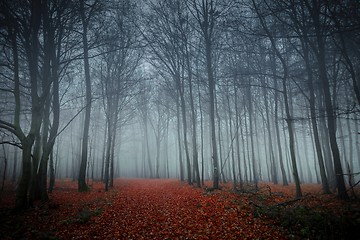 Image showing Pathway through the autumn forest