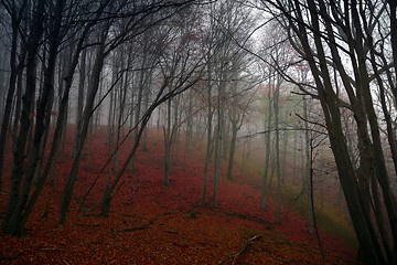 Image showing Autumn day in the enchanted forest 