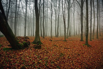 Image showing Autumn day in the enchanted forest 