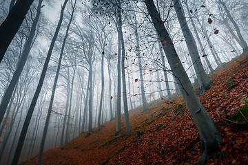 Image showing Autumn day in the enchanted forest 