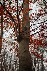 Image showing Autumn day in the enchanted forest 