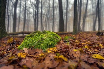 Image showing Moss in the enchanted forest 