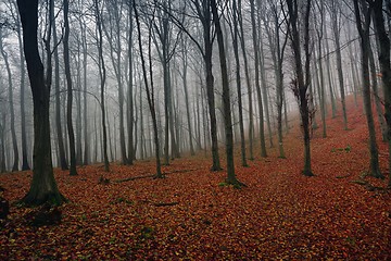 Image showing Autumn day in the enchanted forest 