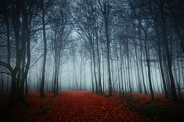 Image showing Pathway through the autumn forest