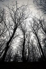 Image showing Mighty trees standing in the enchanted forest