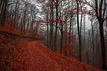 Image showing Pathway through the autumn forest