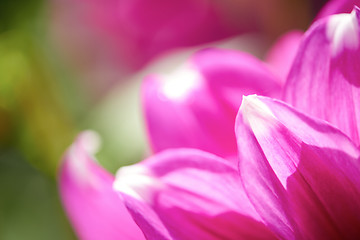 Image showing dhalia purple flower