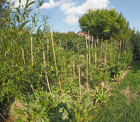 Image showing Vegetable garden