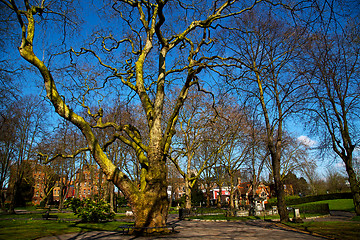 Image showing park in london spring  tree 