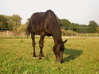 Image showing horse