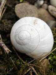 Image showing snail