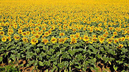 Image showing Sunflower Field