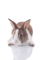 Image showing Bunny