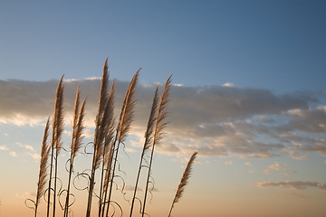 Image showing Summer Day