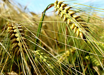 Image showing nearly ripe