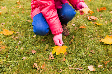 Image showing close up of little girl collecting autumn leaves