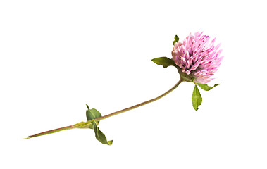 Image showing one clover flower