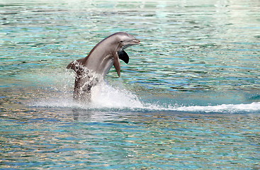 Image showing Dolphin jumping