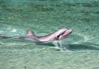 Image showing Dolphin swimming