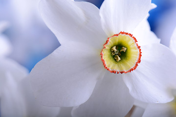 Image showing Yellow and white narcissuses