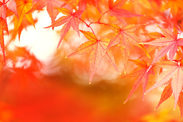 Image showing Maple tree in autumn