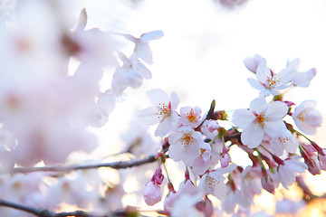 Image showing Sakura