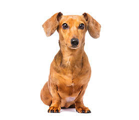 Image showing Dachshund Dog