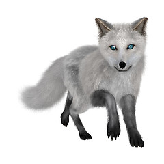 Image showing Arctic Fox