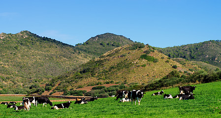 Image showing Spotted Cows on Meadow