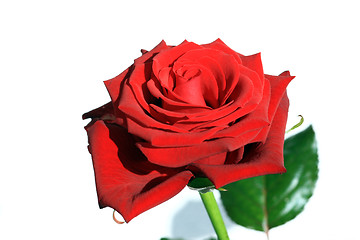 Image showing Red Rose