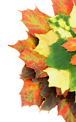 Image showing Heap of Maple Leafs