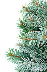 Image showing Green Spruce Branches