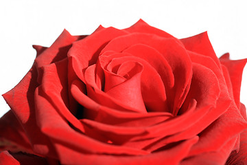 Image showing Red Rose