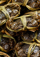 Image showing Group of hairy crabs